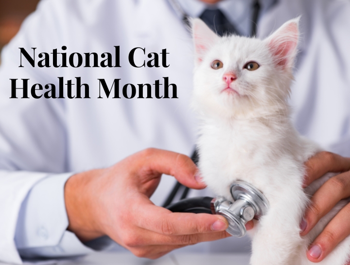 National Cat Health Month | Trussville Main Street Animal Clinic