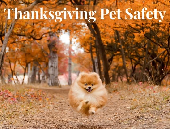 Thanksgiving Pet Safety Tips | Trussville Main Street Animal Clinic