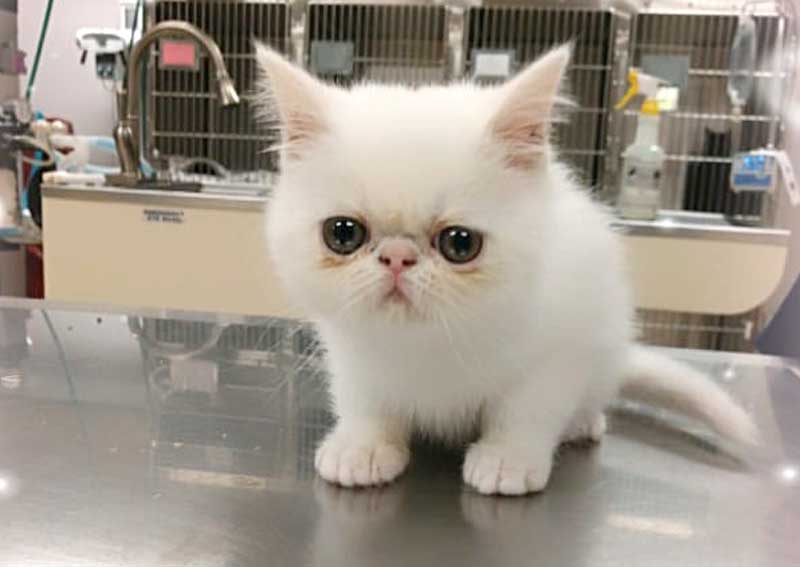 Carousel Slide 2: Cat veterinary exams